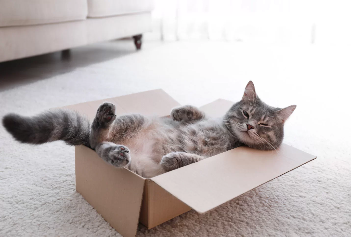 gatosycajas.webp