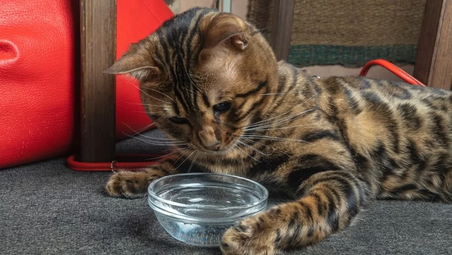 bengal-cat.jpg