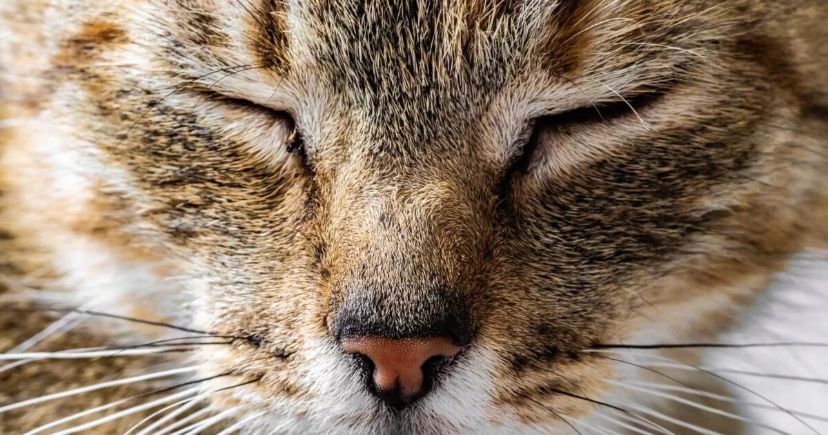 cat-runny-nose.jpg