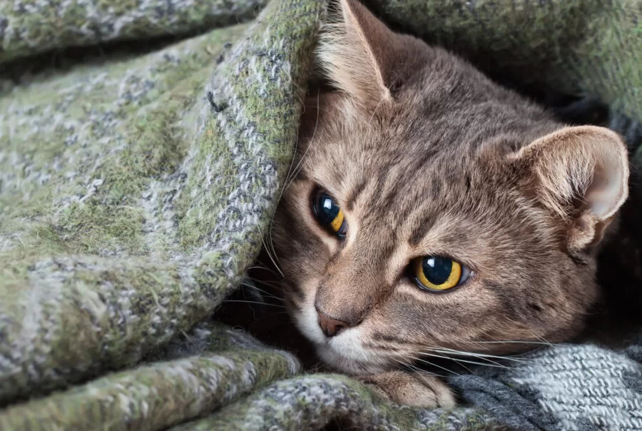 Sad-cat-under-blank.jpg