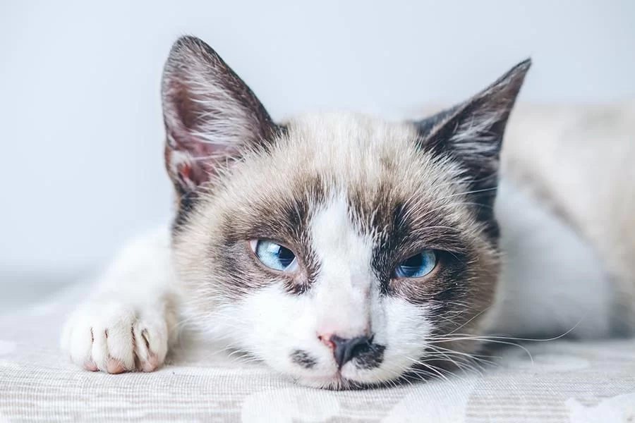 Qué enfermedades causan falta de apetito y letargo en gatos