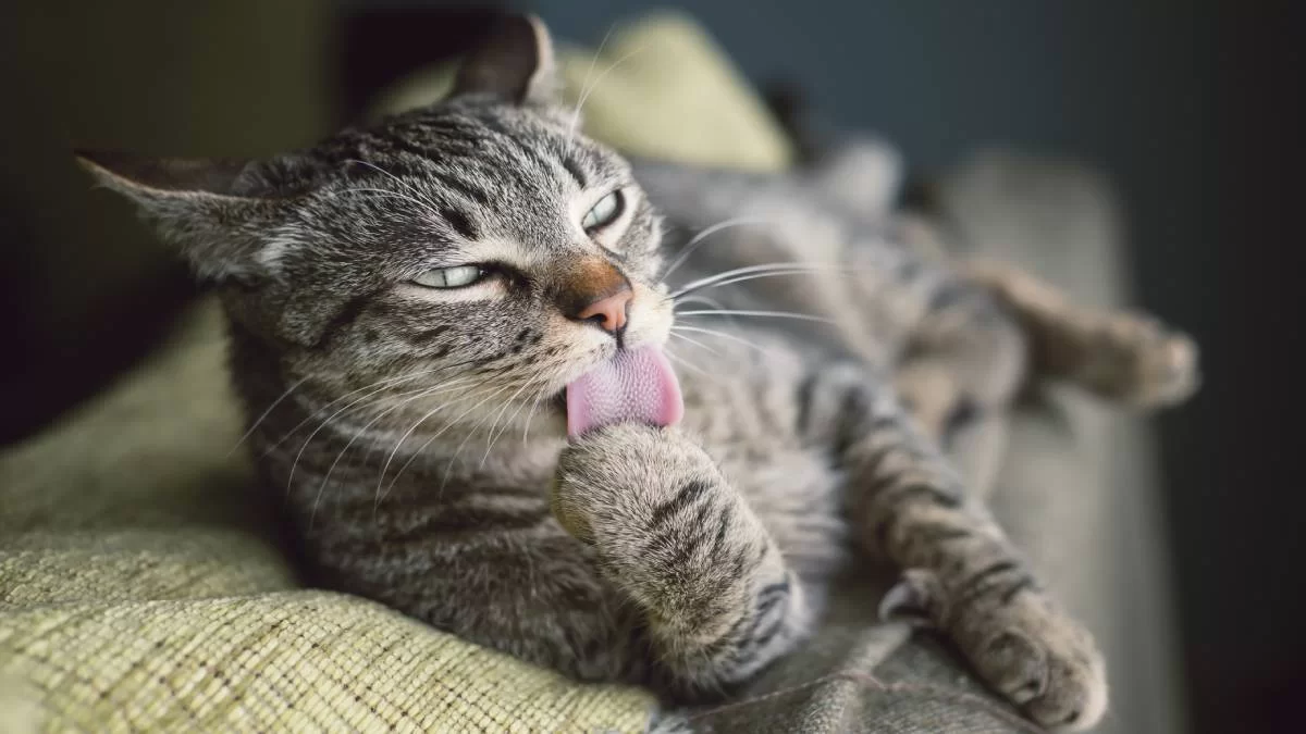 ¿Por qué mi gato escupe bolas de pelo?