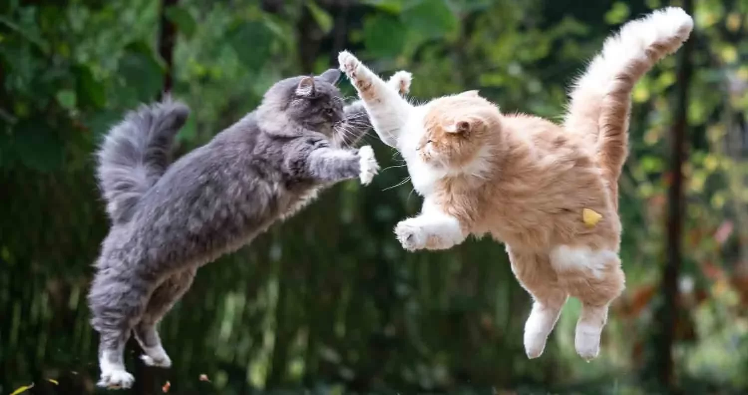 ¿Por qué mi gato no tolera a otros gatos? Causas reales y cómo hacer que convivan sin peleas