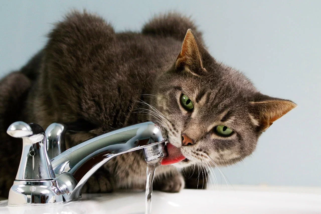 ¿Cuánta Agua Debe Beber un Gato? Guía Completa 2026