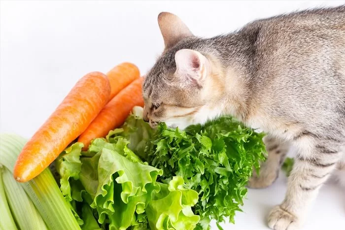 How-Often-Can-A-Cat.jpg