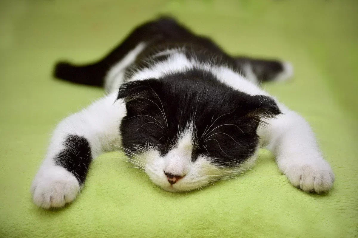 gatto-stressato_e6b3fecc-7046-452f-8f24-e19800dfebc5.webp