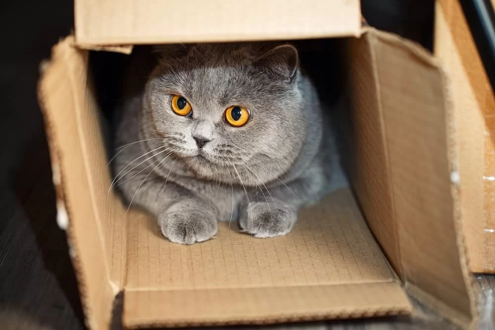 gatofelizencaja.jpg