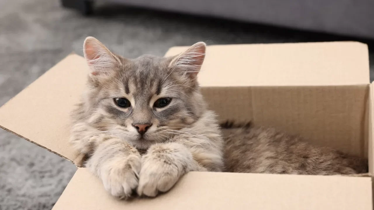 gatoencaja.webp