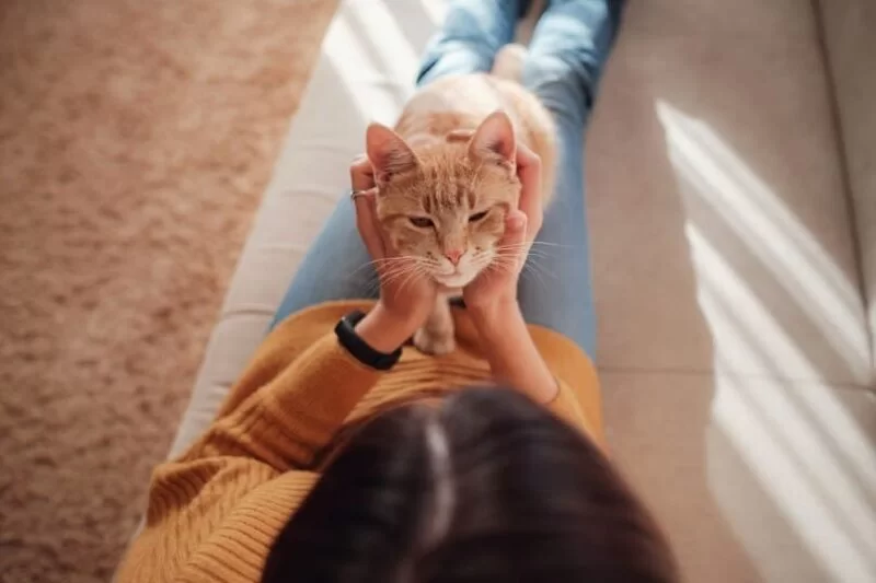 woman-resting-with-cat-in-sofa-at-home_Yuriy-Seleznev_Shutterstock-1-800x533.jpg