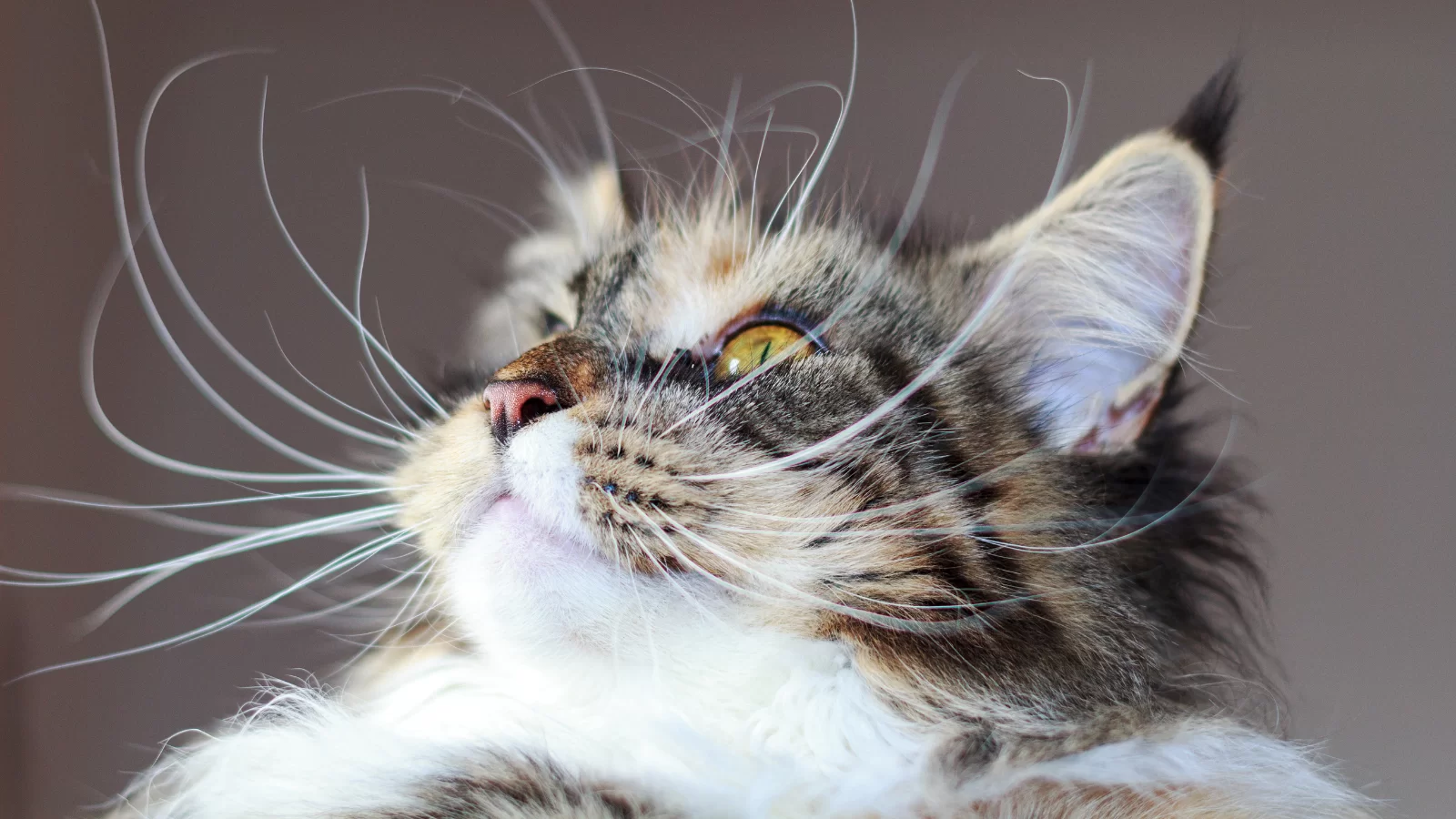 Guía completa sobre los bigotes de gato: cómo se llaman, para qué sirven y demás.