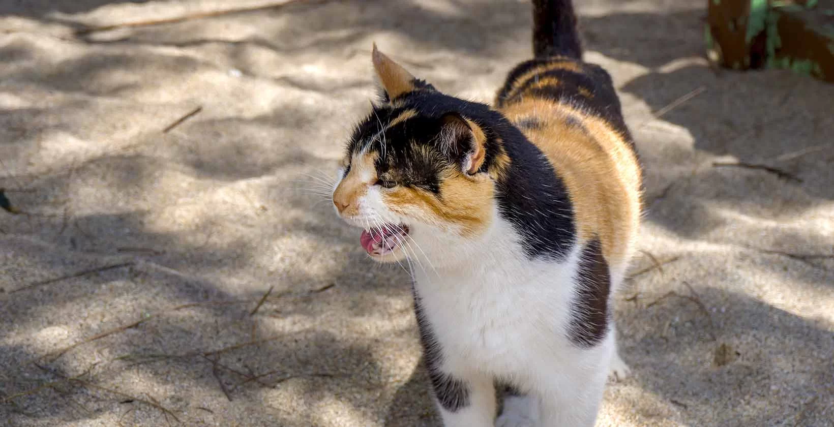 catcrying-why.jpg
