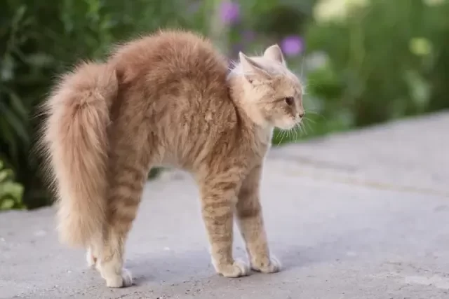 gatoconcolainflada.webp