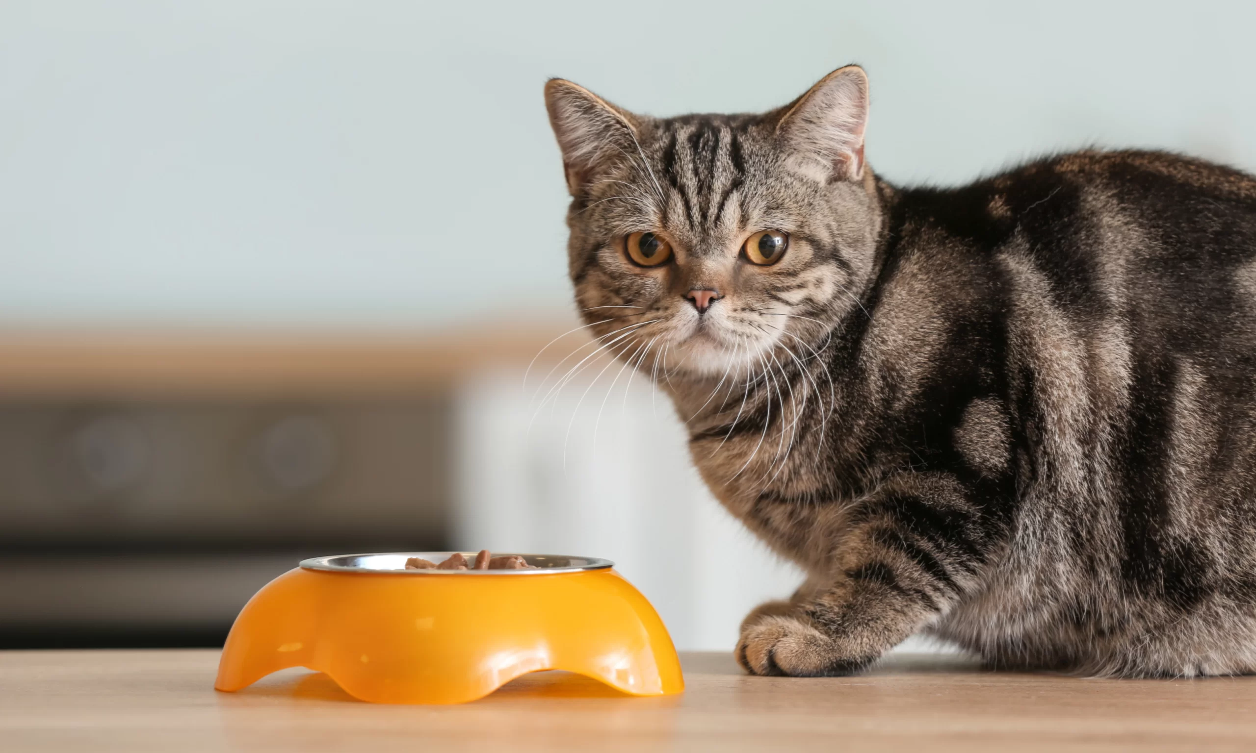Mi gato no quiere comer: causas, qué hacer y cuándo ir al veterinario