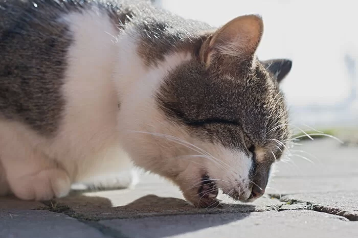 vomiting-cat.jpg
