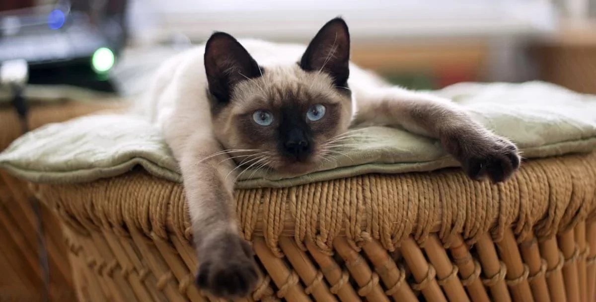 best-indoor-cat-breeds.webp