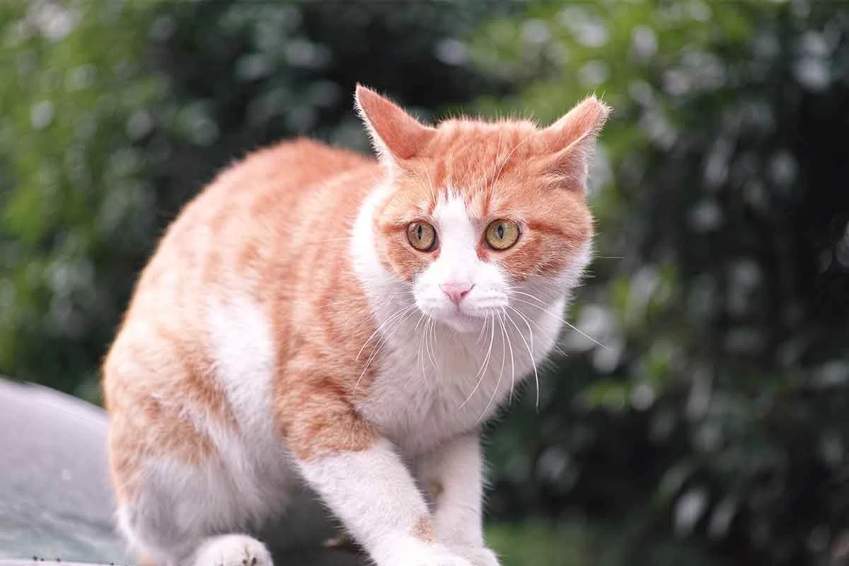 Ansiedad en gatos: síntomas, causas y cómo calmar a un gato ansioso