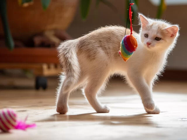 Cómo jugar con un gatito: ideas, tiempo diario y cómo entretenerlo sin riesgos