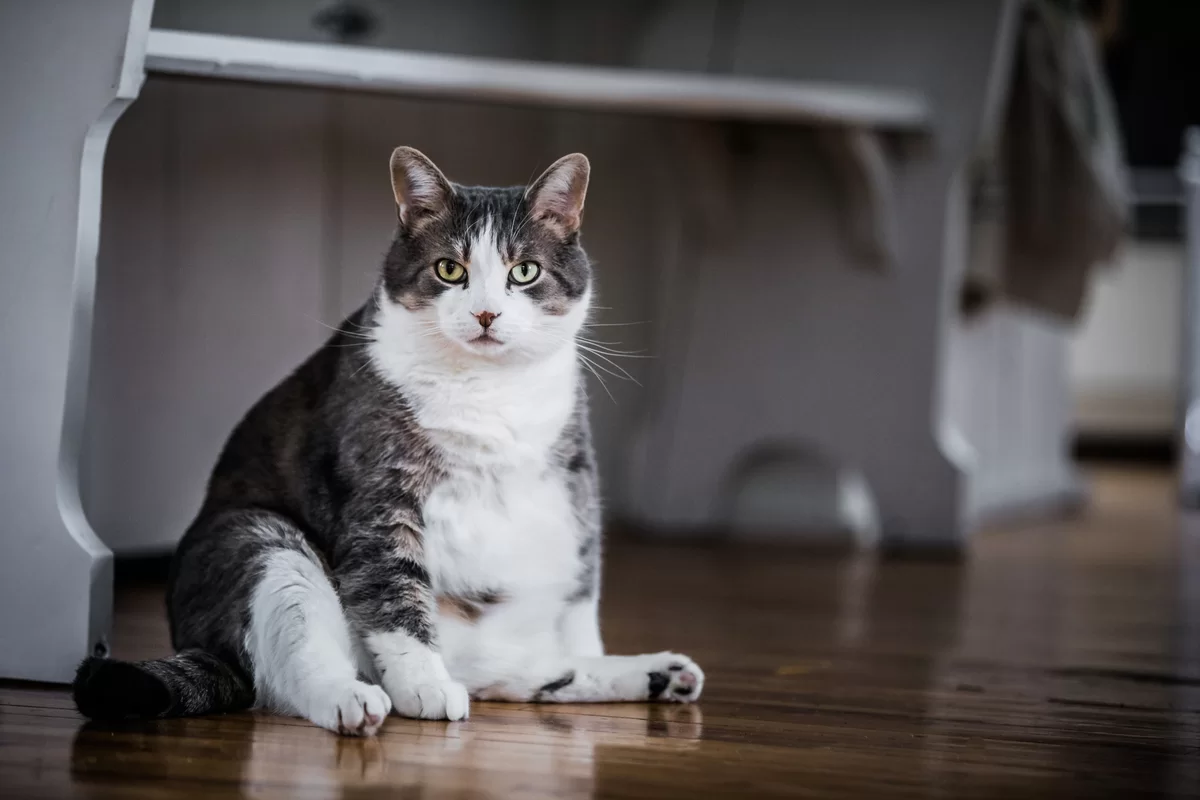 Cómo saber si mi gata está embarazada: síntomas, duración y cuidados paso a paso