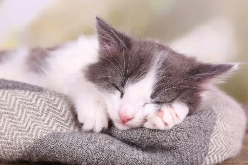 toxoplasmosisengatos​.jpg