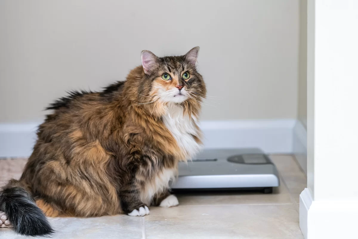 ideal-weight-for-a-cat.jpeg
