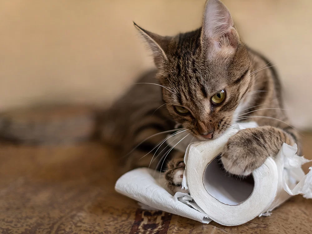 Síndrome de Pica en Gatos: Causas, Síntomas y Tratamientos Efectivos