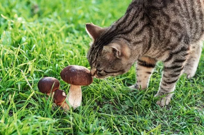 Hongos en gatos: causas, síntomas y tratamiento