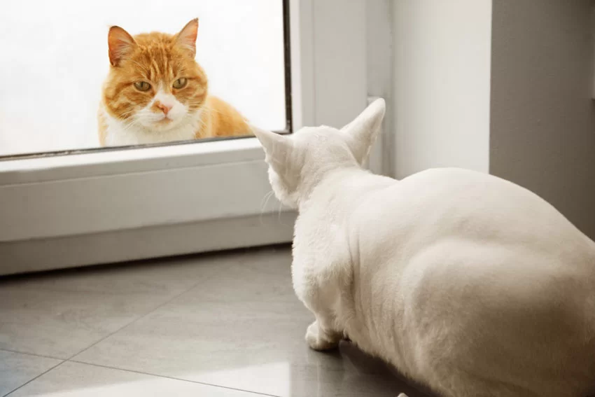 Cat-Cat_Guide-Two_cats_.jpg
