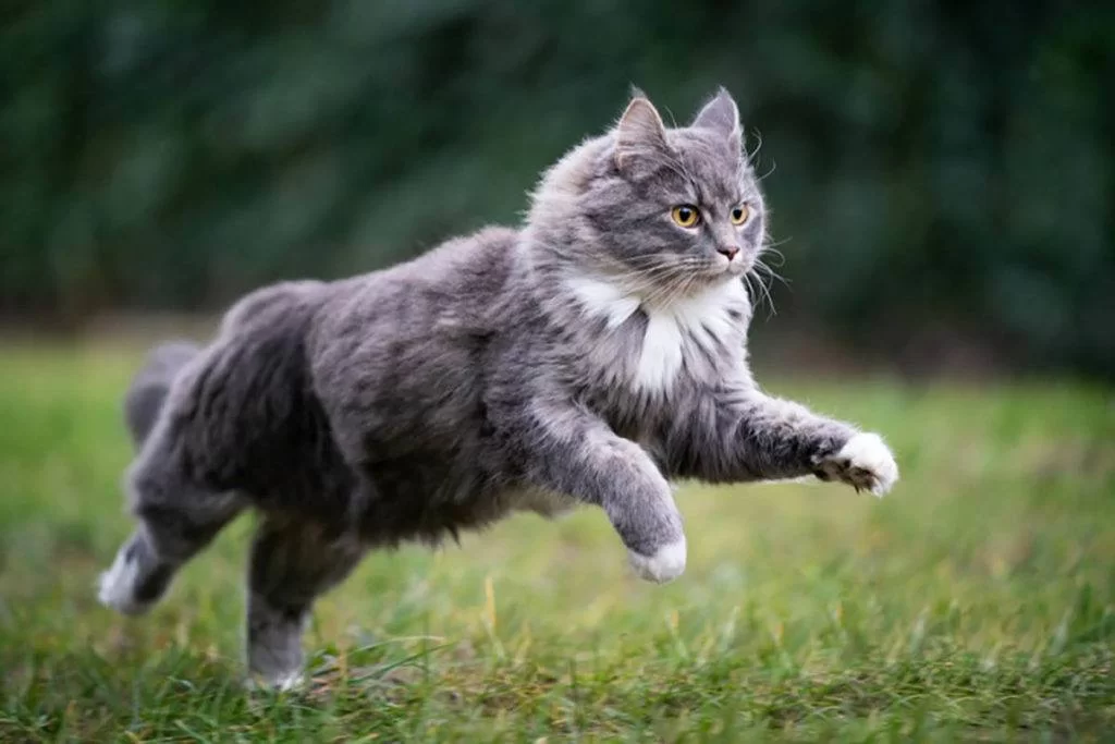 -cat-running-outdoors.jpg