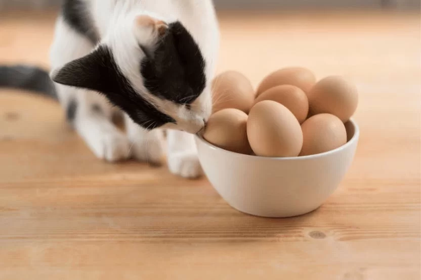can-cats-eat-eggs.jpg