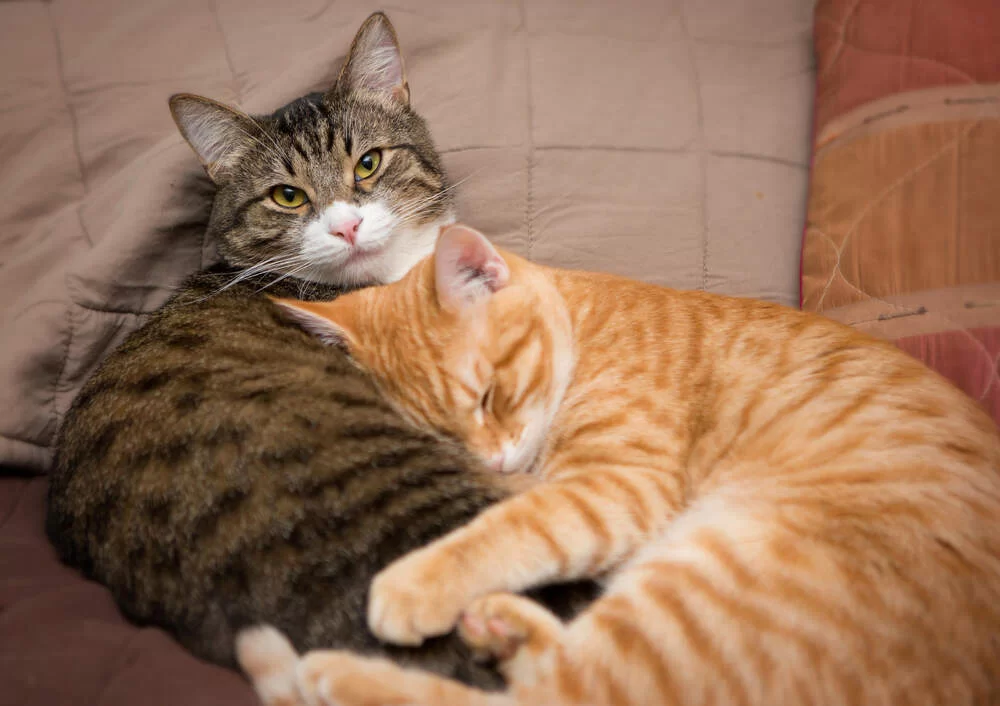 gatosqueselleganbien.jpg