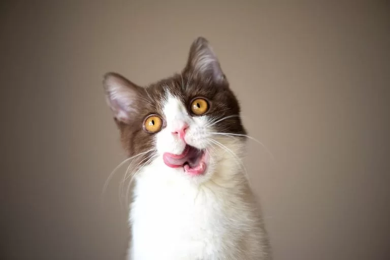 maomii.jpg