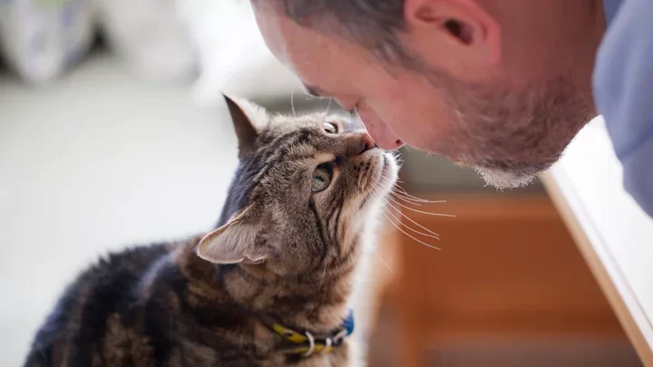 tabby-cat-with-man.webp