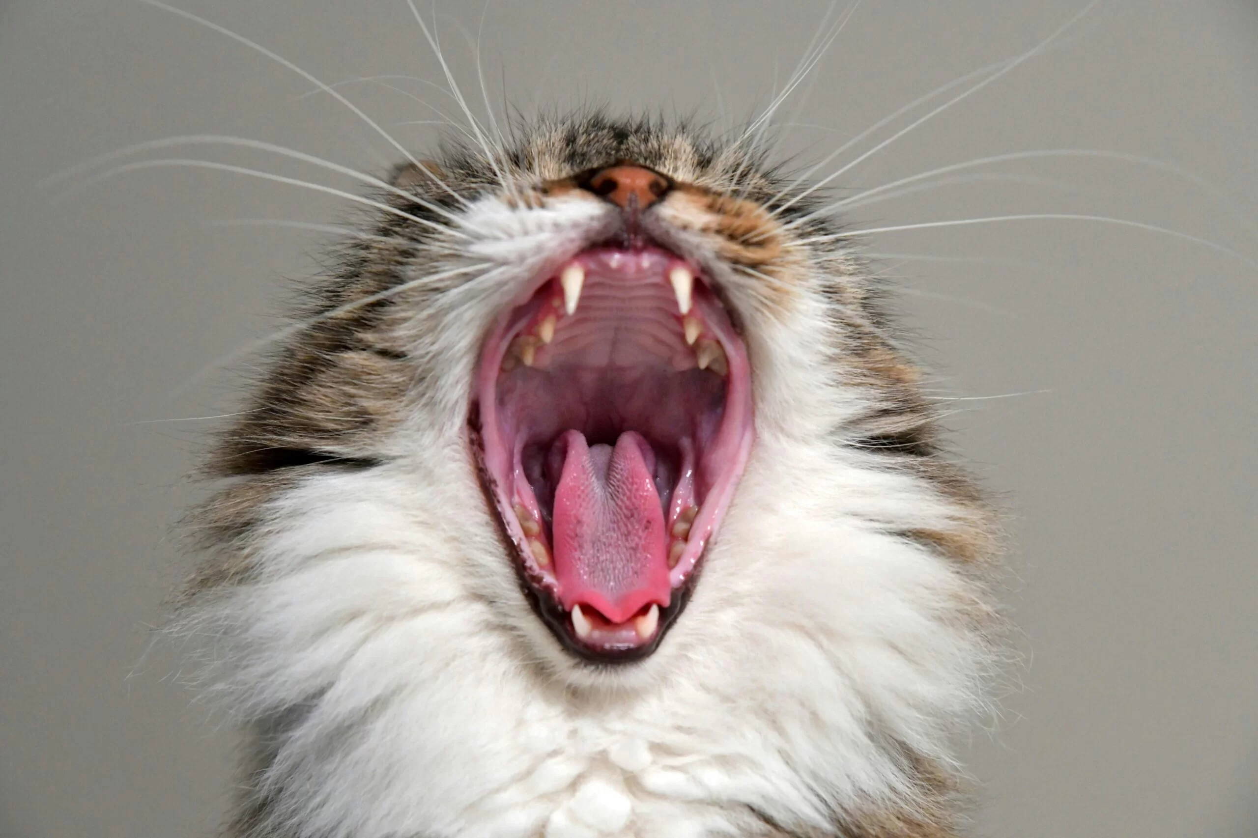 ¿A los gatos se les caen los dientes? Tiempos y cuidados dentales