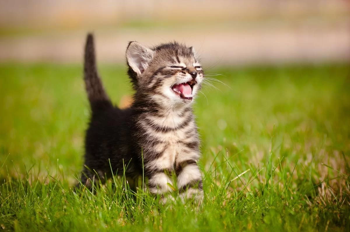 Dientes de gato: dentición en gatitos, cuándo salen, cuándo mudan y cuidados en casa