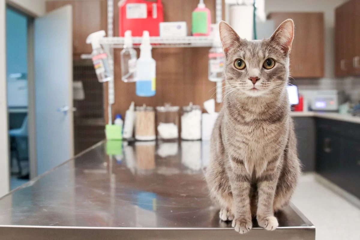 GoodVets-Cat-At-Vet-72.jpg