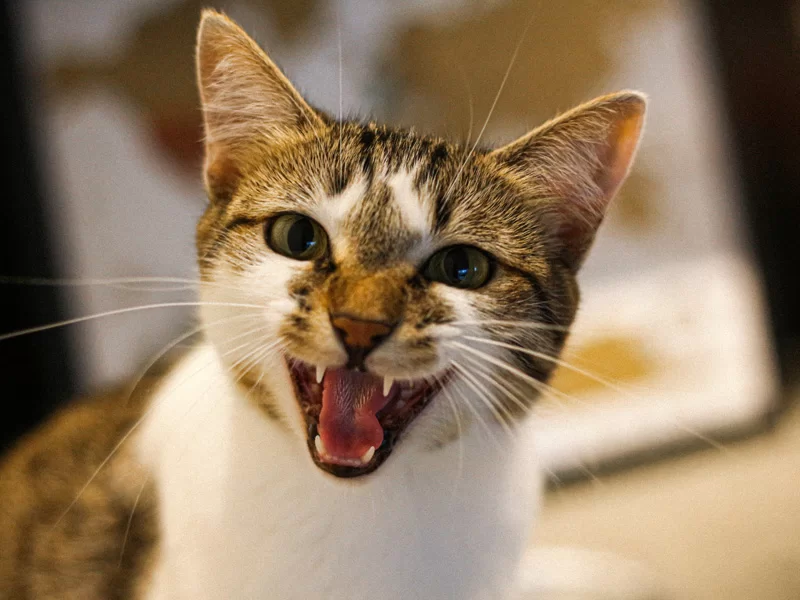 gato-maullando.jpg