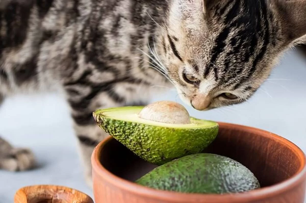 ¿Los gatos pueden comer aguacate? Riesgos, toxicidad y qué hacer si tu gato lo come