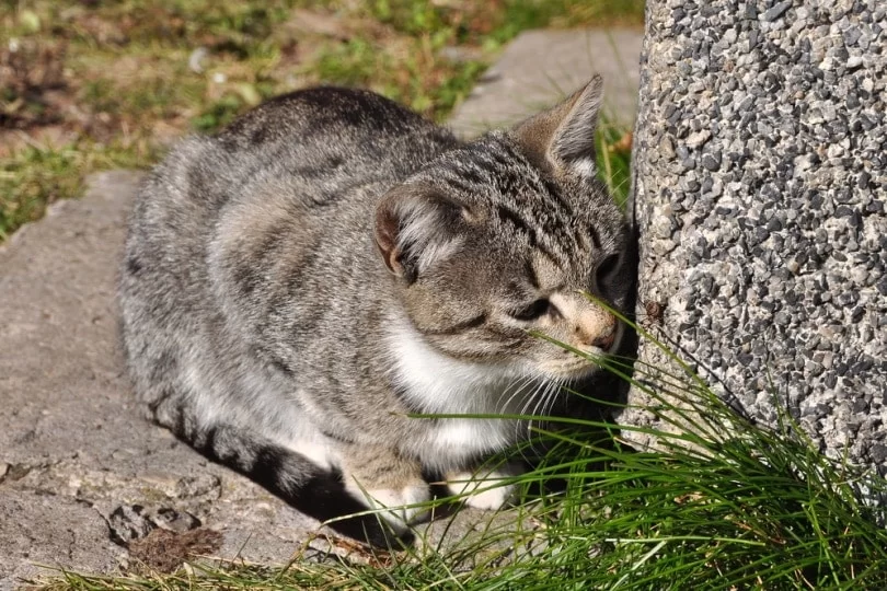 gatohongo2.jpg