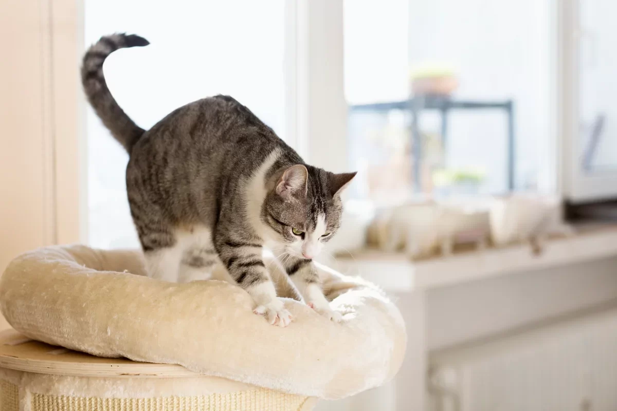 ¿Por qué amasan los gatos?