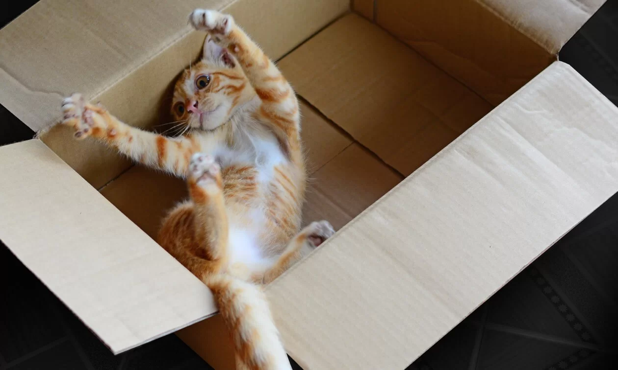 Por qué a los gatos les gustan las cajas: 8 razones que explican su fascinación