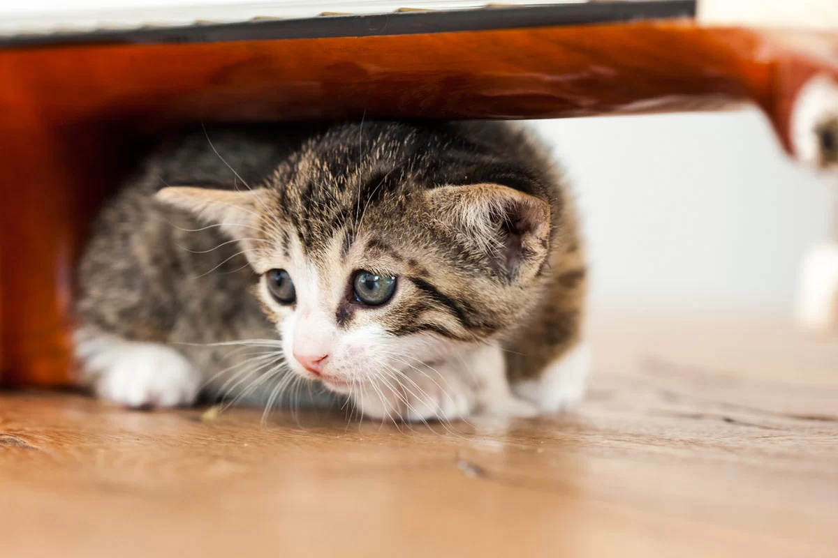 Cáncer en gatos: síntomas, señales de alerta y cómo saber si tu gato tiene un tumor