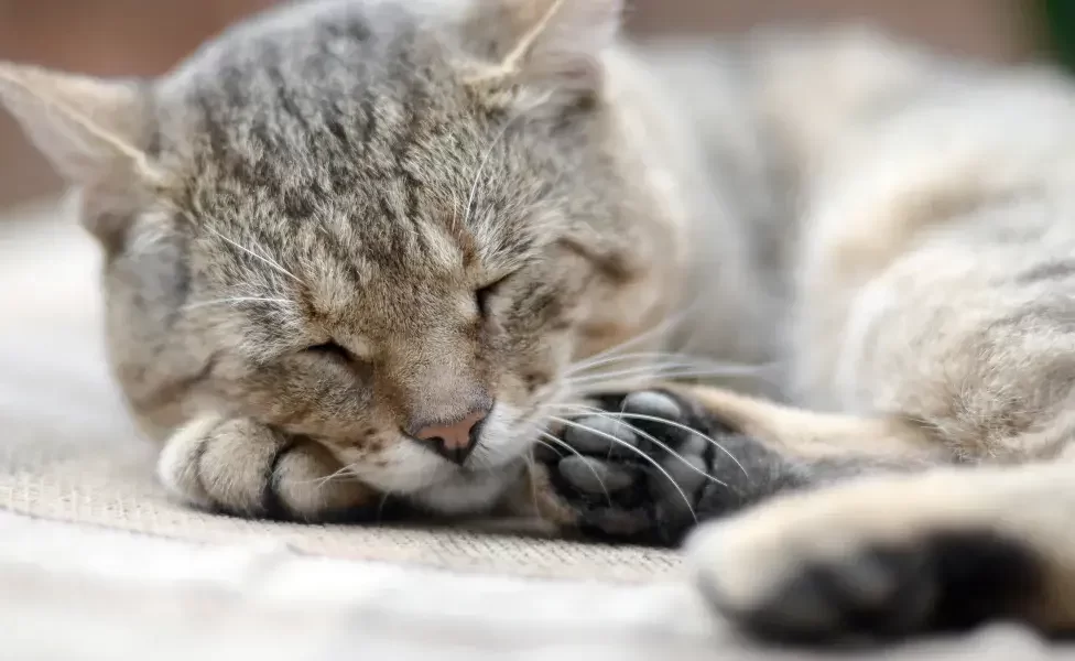 gatotristee.webp