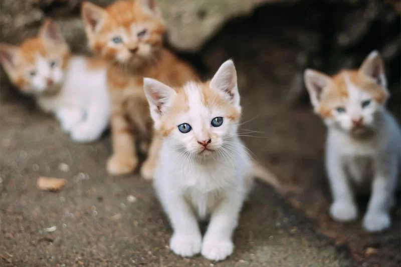 Adoptar un Gato Callejero: Guía Paso a Paso y Cuándo Hacerlo