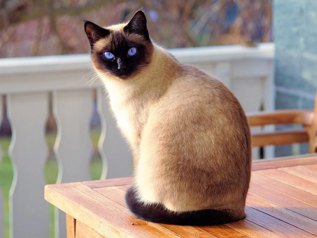 Cómodistinguirmudanormaldealopeciaanormalenmigato.jpg