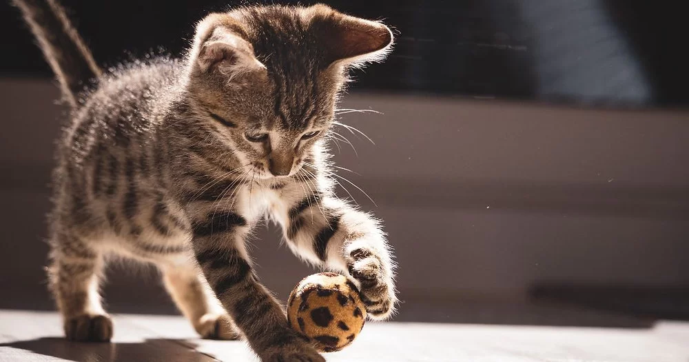 gatojugando.jpg