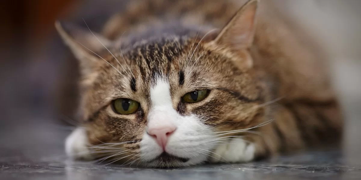 cat-depressed-feature-compressed.jpg