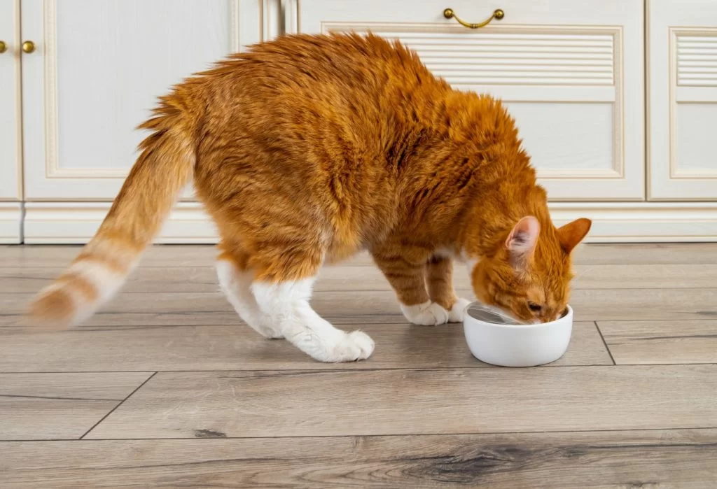 Conoce que alimentos realmente no pueden comer los gatos