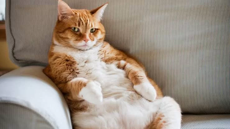 unhealthycat.jpg
