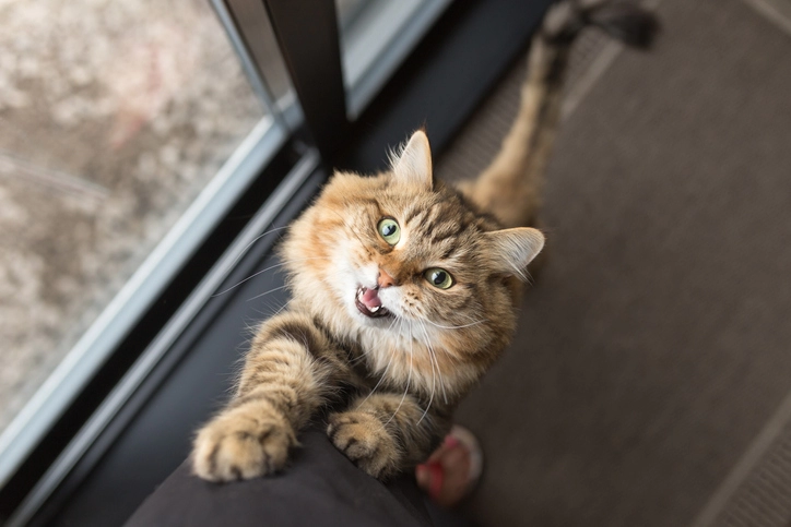 catpurring2.jpg