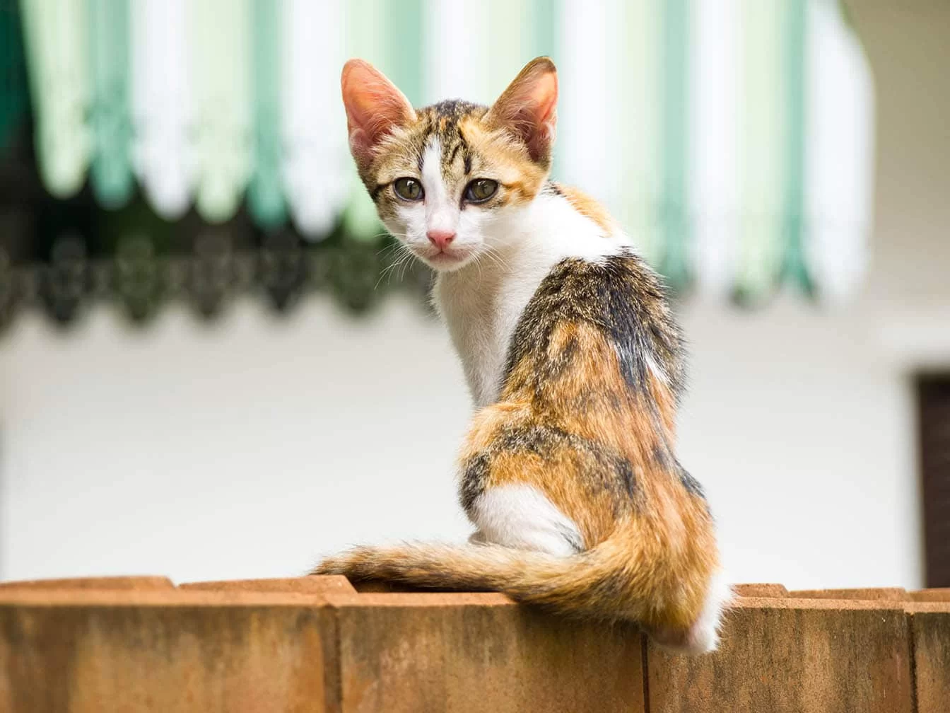 migatopierdepeso.jpg